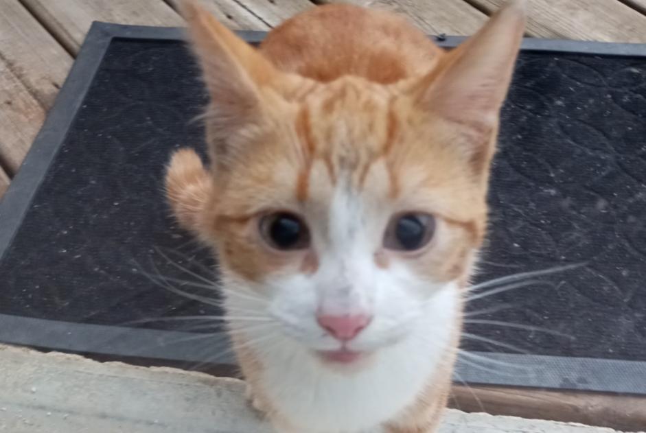 Fundmeldung Katze Weiblich La Voulte-sur-Rhône Frankreich