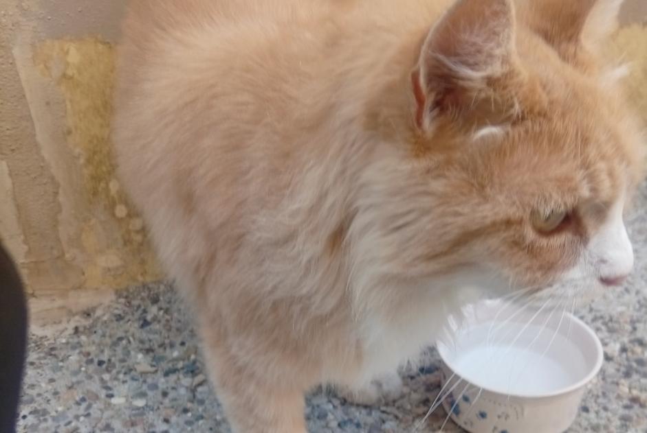Fundmeldung Katze Unbekannt Saint-Agrève Frankreich Fundmeldung Katze Unbekannt Saint-Agrève Frankreich