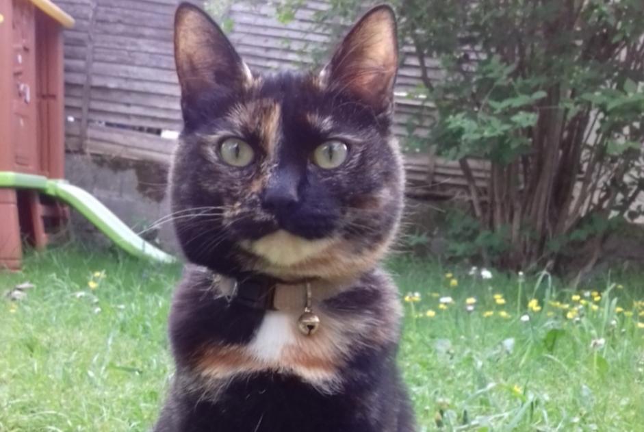 Disappearance alert Cat Female , 5 years Saint-Laurent-sous-Coiron France