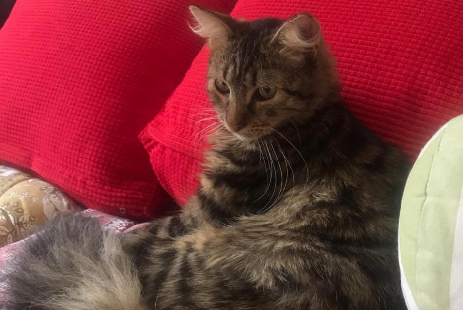 Disappearance alert Cat miscegenation Male , 1 years Rompon France Disappearance alert Cat miscegenation Male , 1 years Rompon France