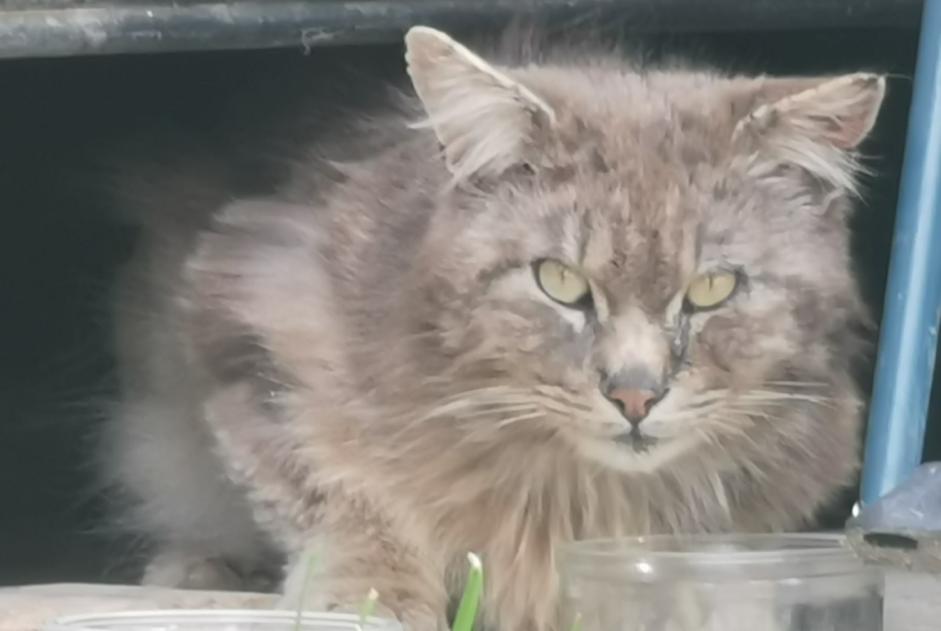Discovery alert Cat miscegenation  Male Alboussière France