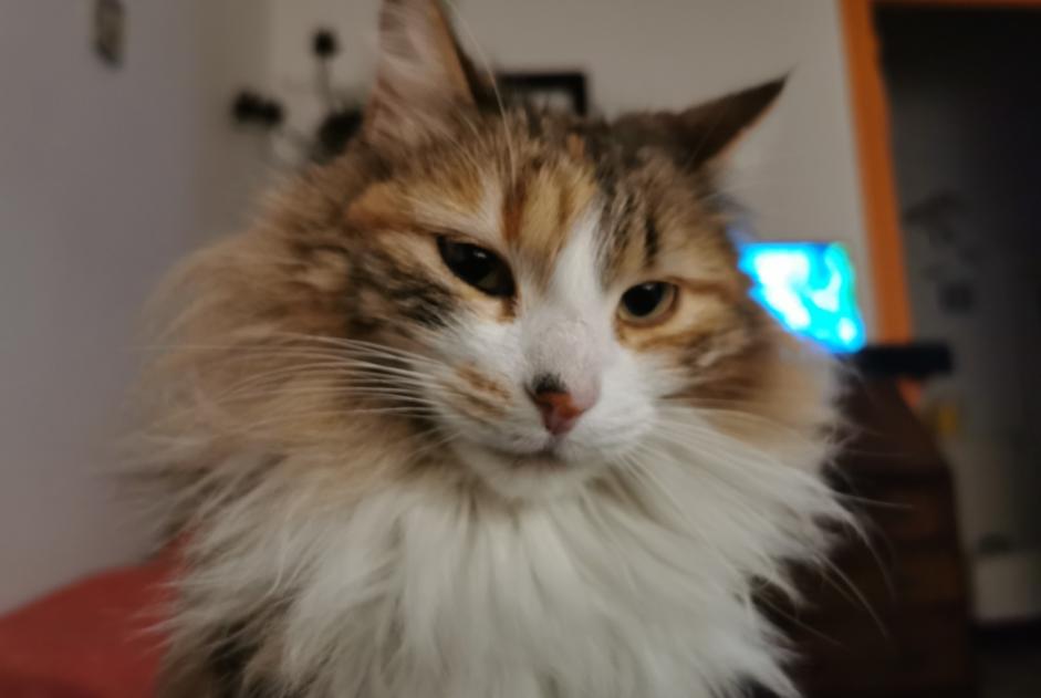 Disappearance alert Cat miscegenation  Female , 7 years Saint-Thomé France