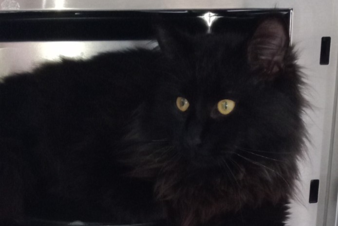 Disappearance alert Cat Male , 1 years Joyeuse France Disappearance alert Cat Male , 1 years Joyeuse France