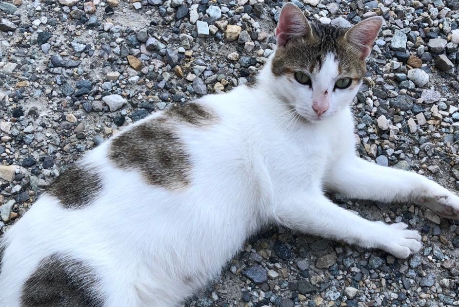 Discovery alert Cat  Male Tournon-sur-Rhône France