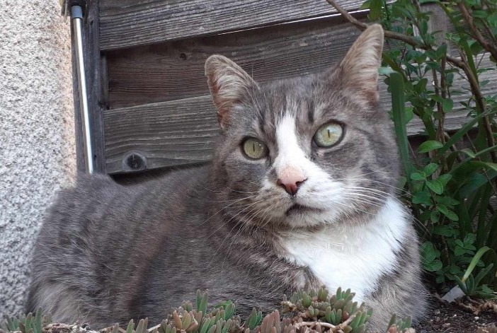 Disappearance alert Cat Male , 6 years Saint-Julien-du-Serre France