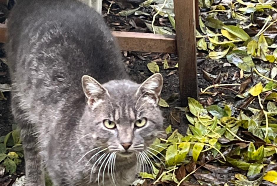 Discovery alert Cat Unknown Colombier-le-Vieux France