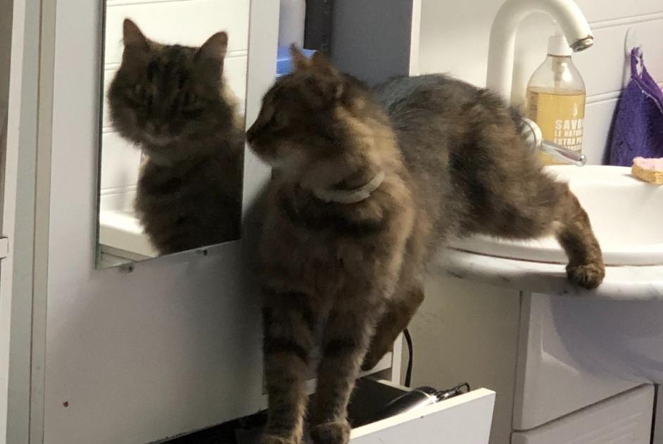 Disappearance alert Cat Female , 6 years Boulieu-lès-Annonay France