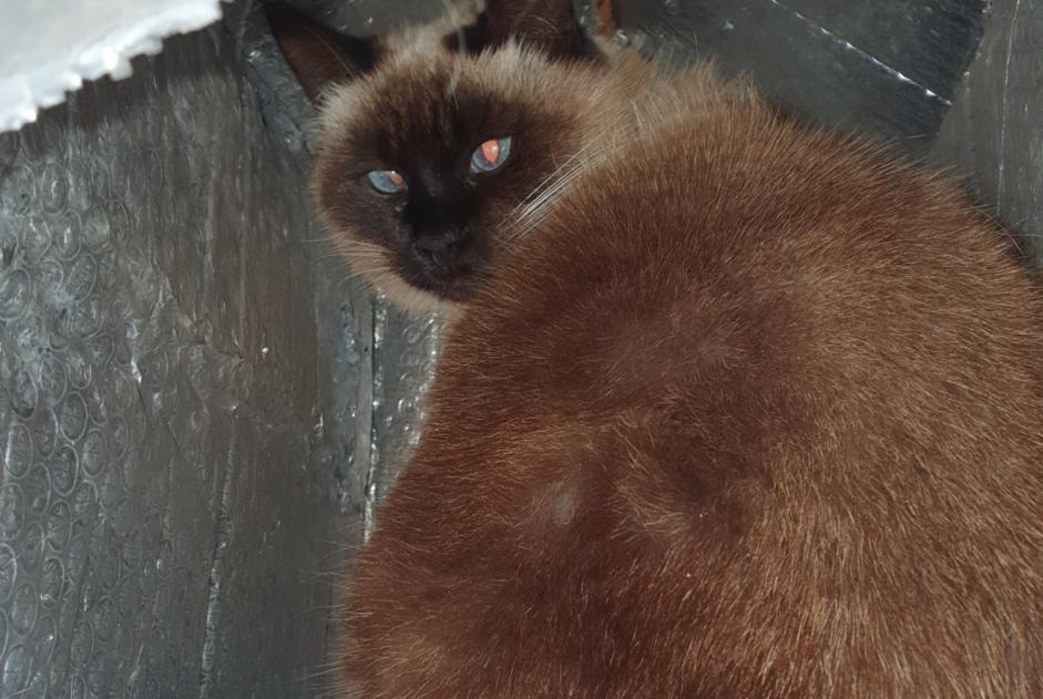 Alerta de Desaparición Gato Hembra , 10 años Baix Francia Alerta de Desaparición Gato Hembra , 10 años Baix Francia