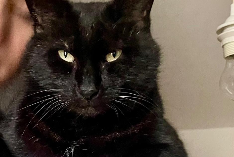 Alerte Disparition Chat croisement  Mâle , 10 ans Mirabel France
