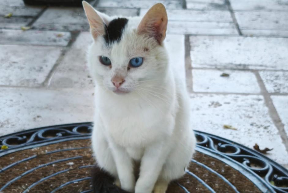 Alerte Découverte Chat Femelle Annonay France