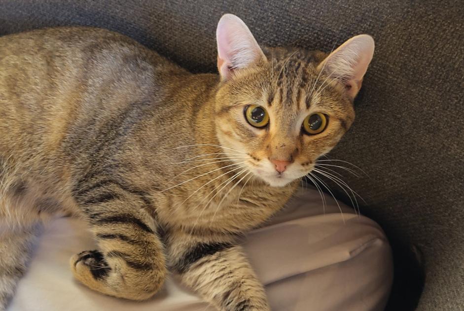 Alerte Découverte Chat  Mâle , Entre 7 et 9 mois La Voulte-sur-Rhône France
