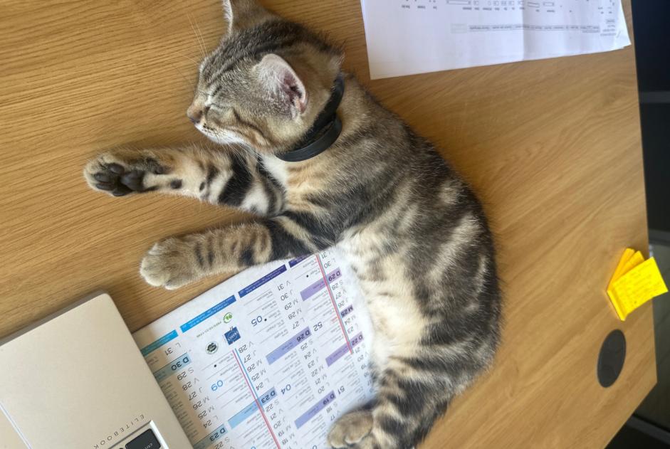 Avviso Ritrovamento Gatto Maschio Annonay Francia