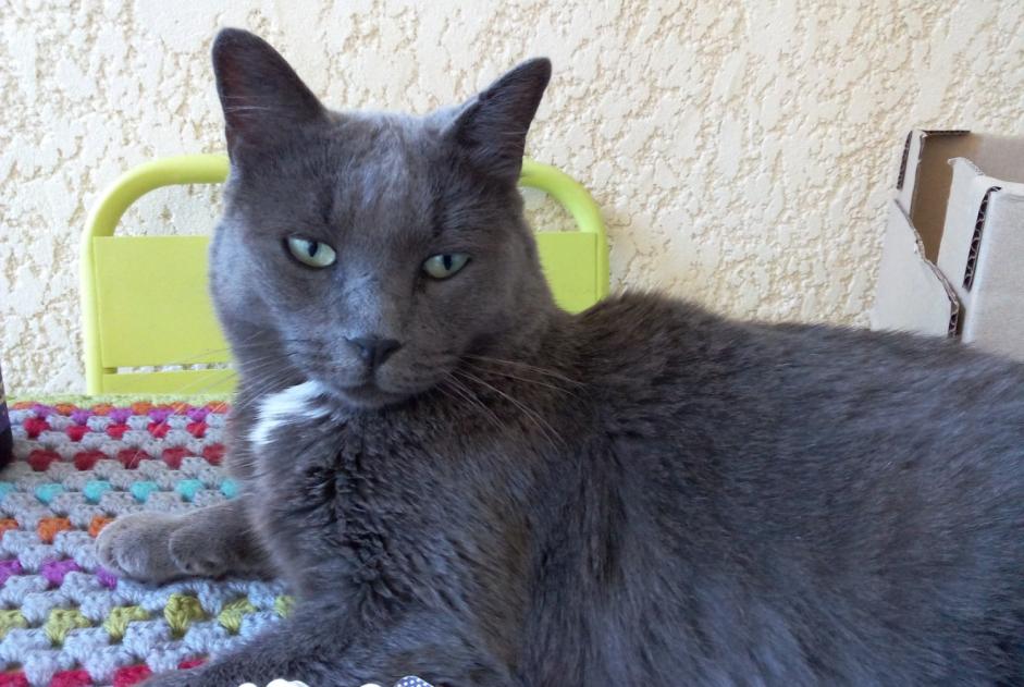 Alerta desaparecimento Gato Fêmea , 9 anos Cruas France
