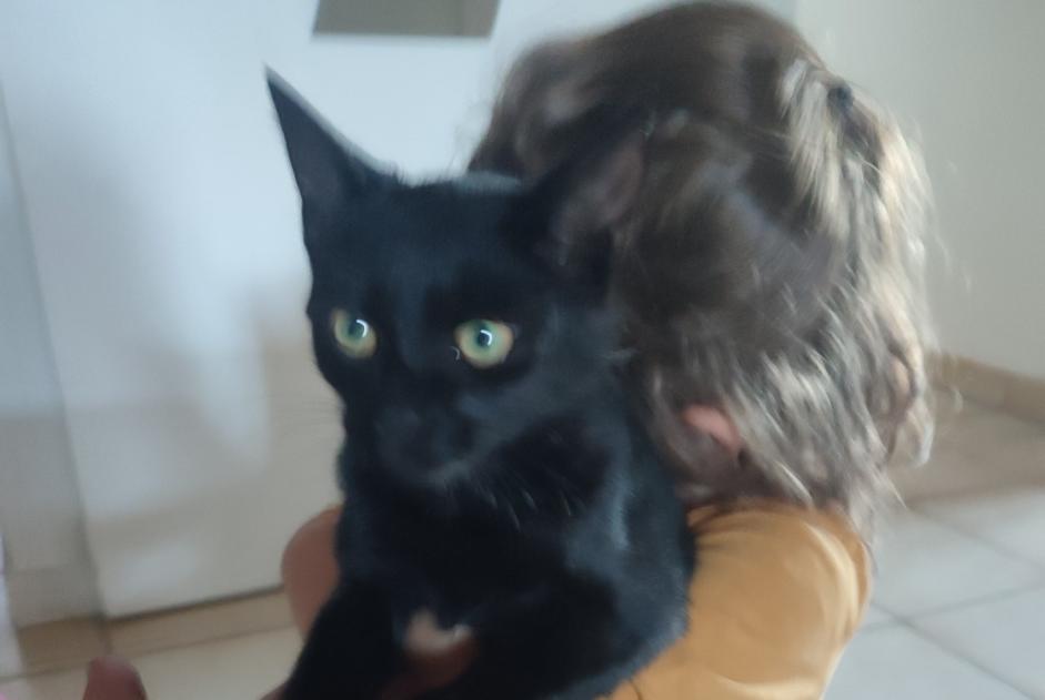 Alerta descoberta Gato Desconhecido Charnas France