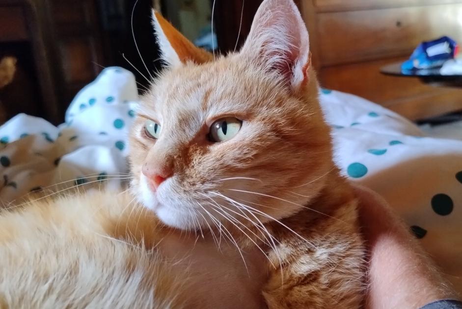 Alerta desaparecimento Gato Macho , 6 anos Sablières France