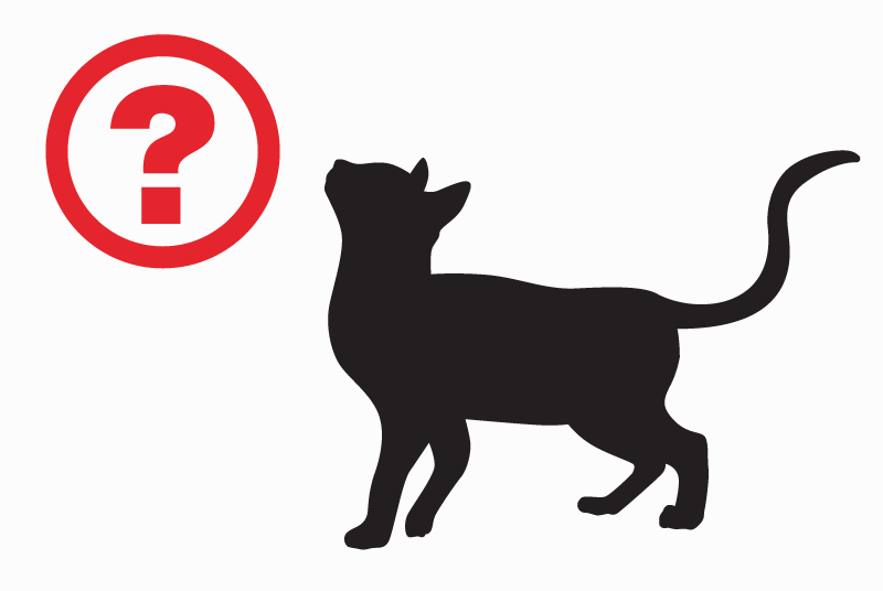 Alerta descoberta Gato Desconhecido Vallon-Pont-d'Arc France